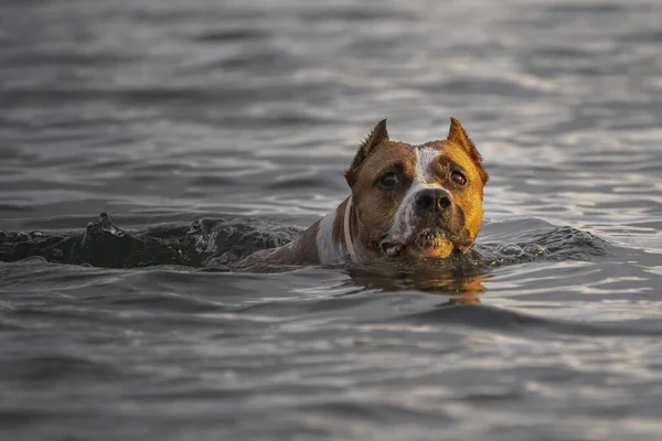 Воді Плаває Милий Американський Пес Стаффордшир — стокове фото