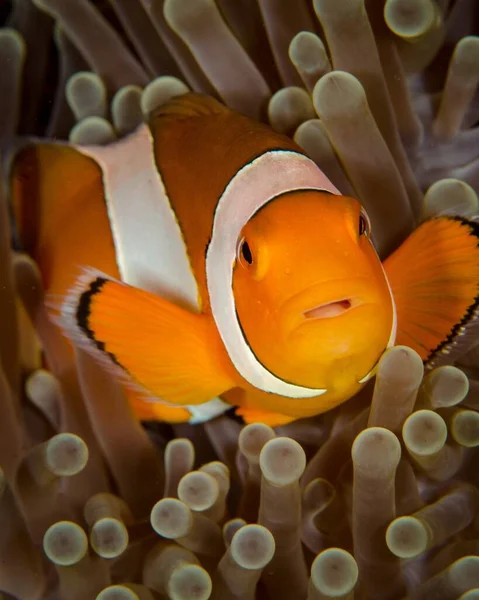 Beautiful Macro Shot Clownfish Anemone — Stock Photo, Image