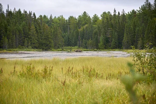 Une Belle Vue Une Rivière Entourée Une Prairie Une Forêt — Photo