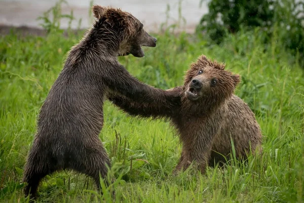 Krásný Obrázek Medvídků Hnědých Hrající Lese — Stock fotografie