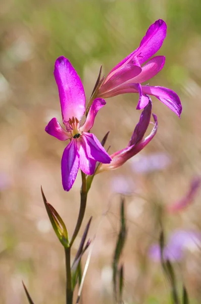 Pionowy Selektywny Strzał Ostrości Kwitnących Jasnoróżowych Kwiatów Gladiolus — Zdjęcie stockowe