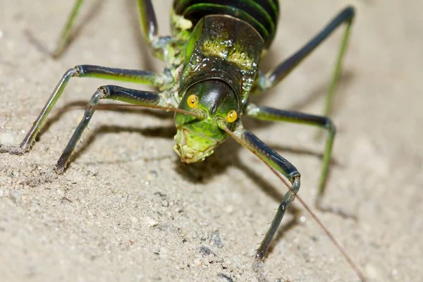 Macro Scatto Una Cavalletta Verde Sulla Sabbia — Foto Stock