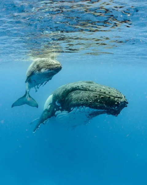在太平洋游泳的座头鲸的水下照片 — 图库照片