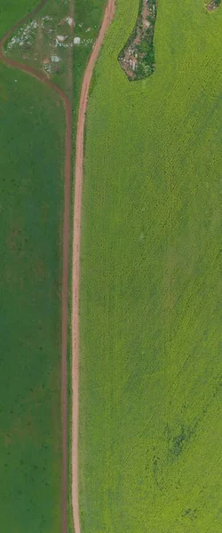 Sebuah Gambar Sudut Tinggi Dari Canola Crop Farming Australia Barat — Stok Foto