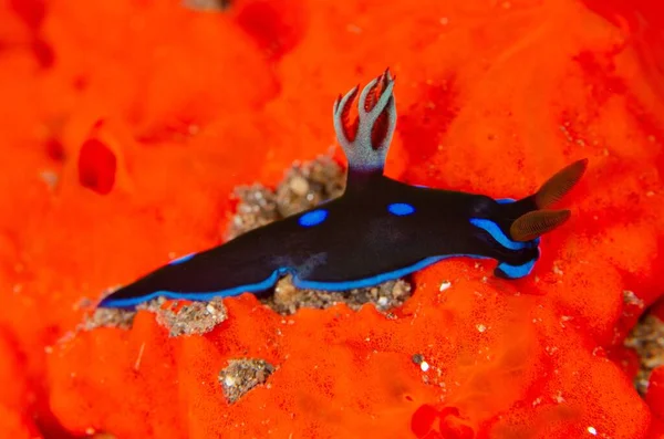 Hermoso Macroplano Una Babosa Marina Sobre Coral Rojo —  Fotos de Stock