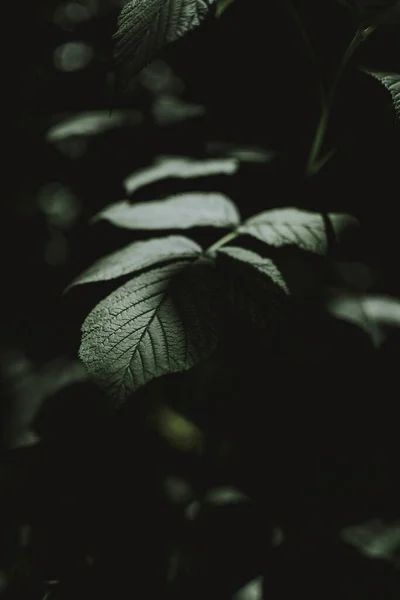 Vertical Dark Shot Green Leaves Growing Branch Perfect Mobile Wallpaper — Stock Photo, Image