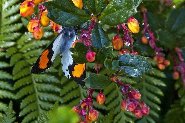 Gros Plan Beau Papillon Assis Sur Branche Barberis Darwinii — Photo