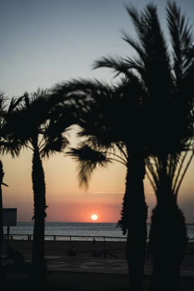 Eine Vertikale Aufnahme Von Palmensilhouetten Der Küste Des Meeres Bei — Stockfoto