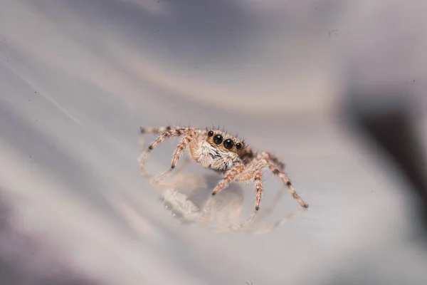 Detailní Záběr Pavouka Osmi Očima Kráčejícími Pavučině Rozmazaném Pozadí — Stock fotografie