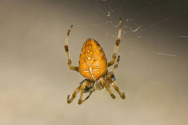 Makro Záběr Hnědého Evropského Zahradního Pavouka — Stock fotografie