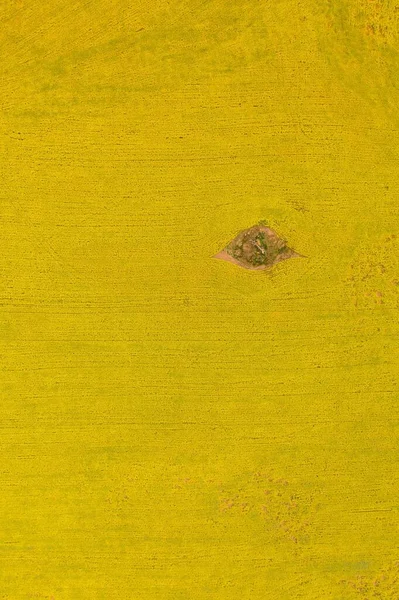 Vertikal Hög Vinkel Skott Canola Odling Gröda Västra Australien — Stockfoto