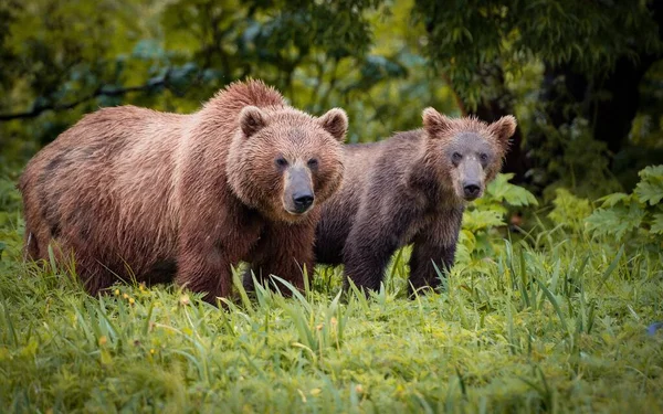 Egy Gyönyörű Kép Egy Barna Medvéről Egy Kölyökkel Erdőben — Stock Fotó
