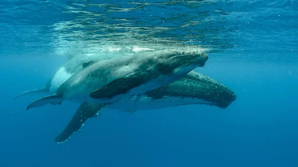 Tiro Perto Baleias Jubarte Nadando Oceano Pacífico — Fotografia de Stock