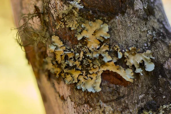 Primo Piano Licheni Che Vivono Sugli Alberi — Foto Stock