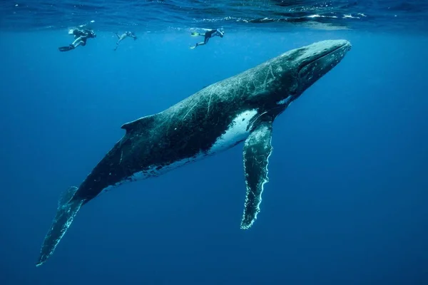 Närbild Knölvalar Som Simmar Stilla Havet — Stockfoto