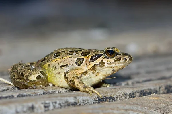 Makro Zdjęcie Brązowej Żaby Zwyczajnej Liniami Wzorami — Zdjęcie stockowe