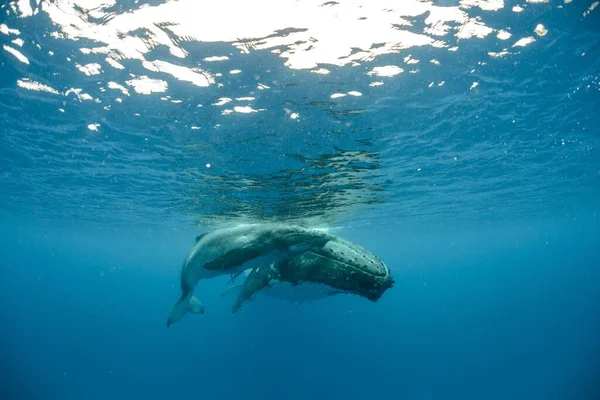 혹등고래 마리가 가까이에서 헤엄치는 — 스톡 사진
