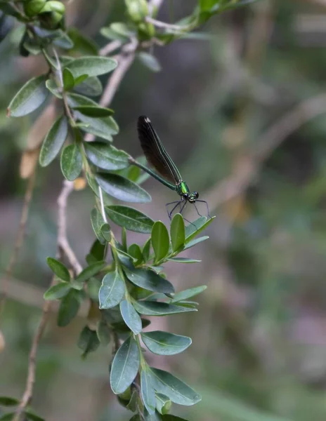 Une Libellule Verte Sur Une Branche Arbre Dans Environnement Naturel — Photo