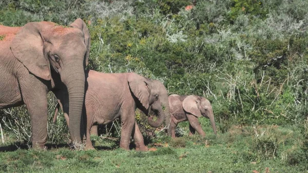 남아프리카 공화국에서 마리의 코끼리의 — 스톡 사진