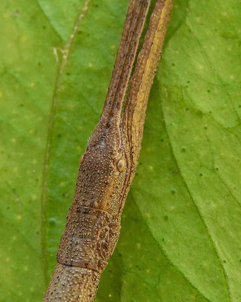 A close-up to the stick insect.The Phasmatodea are an order of insects whose members are variously known as stick insects, stick-bugs, walking sticks.