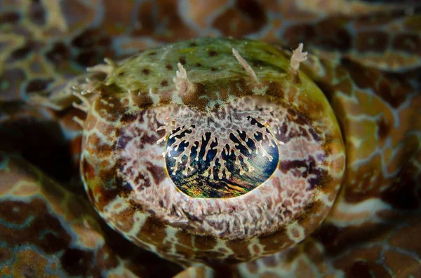 Plan Macro Incroyable Oeil Poisson Crocodile Sous Mer — Photo