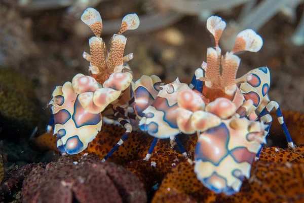Amazing Macro Shot Harlequin Shrimp — Stock Photo, Image
