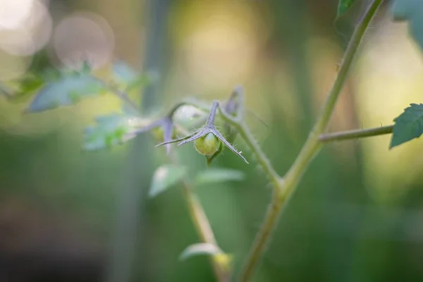 Selektiv Bild Gröna Råa Tomaterna Trädgård — Stockfoto