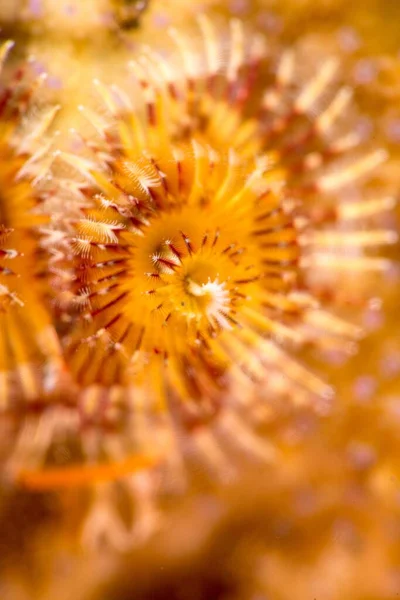 一种管状多毛海蠕虫的惊人的宏观图片 — 图库照片