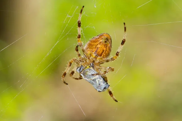 欧洲褐色花园蜘蛛的宏观图片 — 图库照片