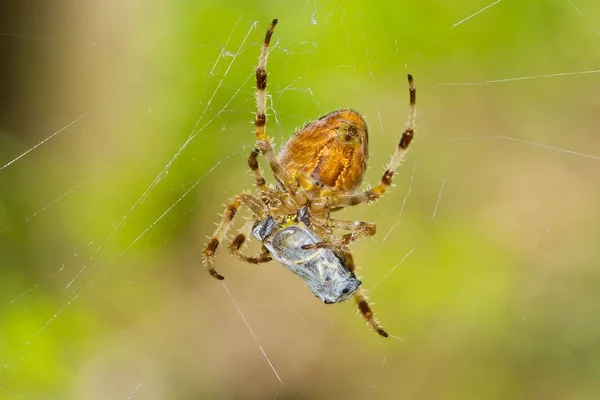 Gros Plan Araignée Marron Jardin Européen — Photo