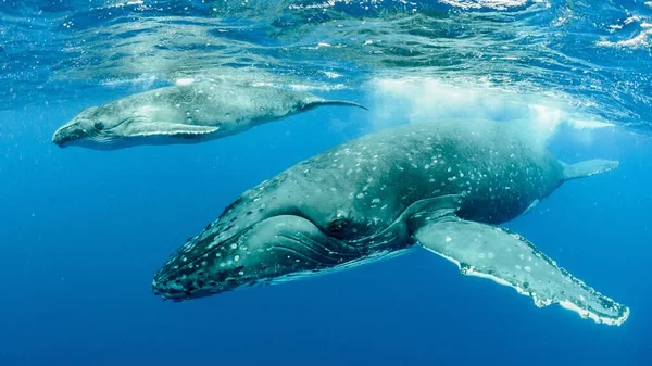 Underwater Shot Humpback Whales Swimming Pacific Ocean — Stock Photo, Image
