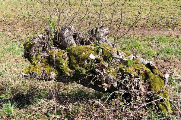 Крупним Планом Знімок Зеленого Моху Розрізаному Дереві Полі — стокове фото