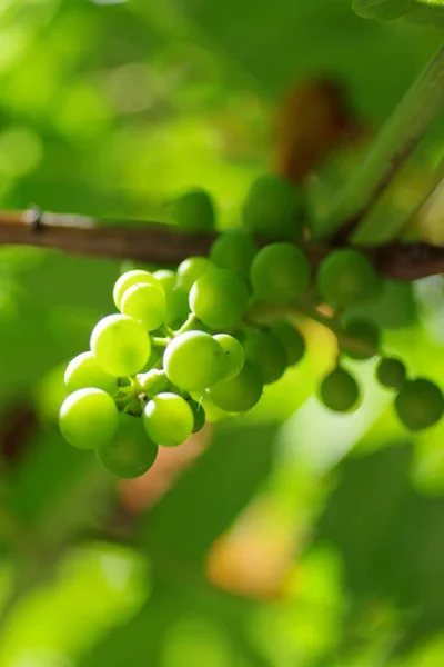 Tiro Foco Seletivo Vertical Uvas Verdes Não Maduras Ramo Uma — Fotografia de Stock