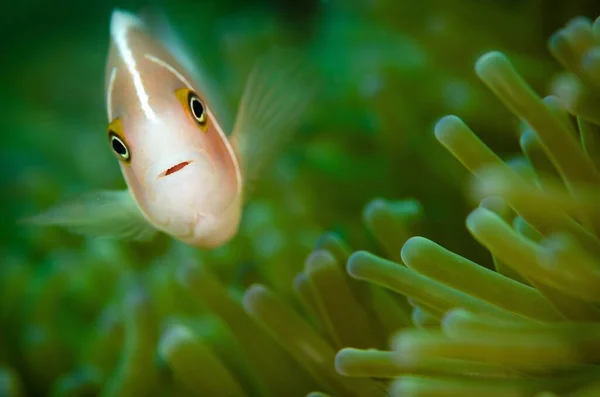Macro Shot Beautiful Clownfish Green Sea Anemone — Stock Photo, Image
