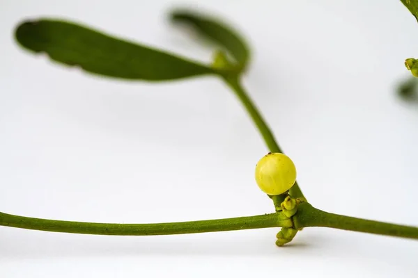 Närbild Skott Växt Gren Med Gröna Blad Och Liten Bär — Stockfoto