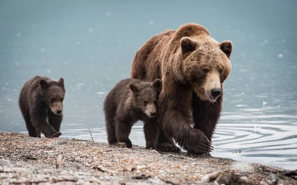 Selektywne Ujęcie Matczynego Niedźwiedzia Brunatnego Uroczymi Młode Spacerujące Pobliżu Stawu — Zdjęcie stockowe