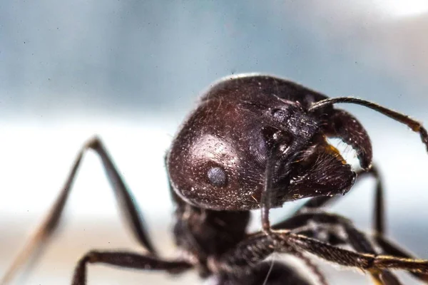 Una Macro Toma Una Hormiga Con Fondo Borroso — Foto de Stock