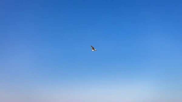 Gabbiano Volante Con Cielo Azzurro Chiaro Sfondo — Foto Stock