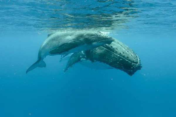 两只座头鲸在水面附近游动的水下镜头 — 图库照片