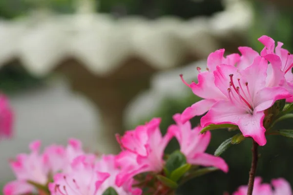 Gros Plan Fleurs Roses Dans Jardin Capturé Pendant Journée — Photo