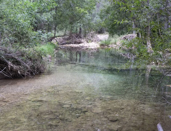 Uma Bela Vista Rio Uma Floresta Com Árvores Verdes — Fotografia de Stock