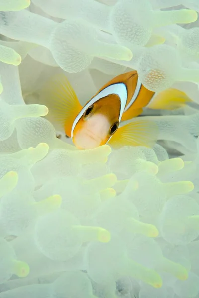 Μια Καταπληκτική Μακρο Εικόνα Του Clownfish Θαλασσινή Ανεμώνη — Φωτογραφία Αρχείου