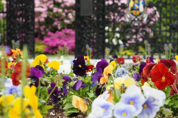 Close Flores Coloridas Jardim Capturado Durante Dia — Fotografia de Stock