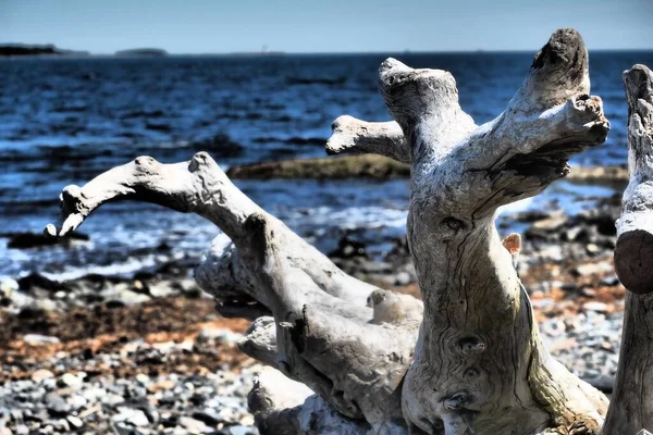 昼間のビーチで乾燥した木の選択的なフォーカスショット — ストック写真