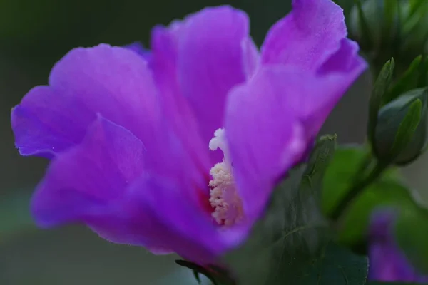 Μια Επιλεκτική Φωτογραφία Ενός Εξωτικού Μοβ Λουλουδιού Που Αιχμαλωτίστηκε Στη — Φωτογραφία Αρχείου