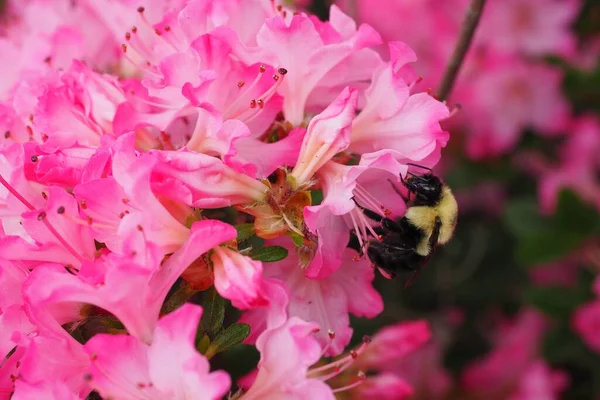 Een Closeup Van Rose Kleurige Bloemen Een Tuin Veroverd Overdag — Stockfoto