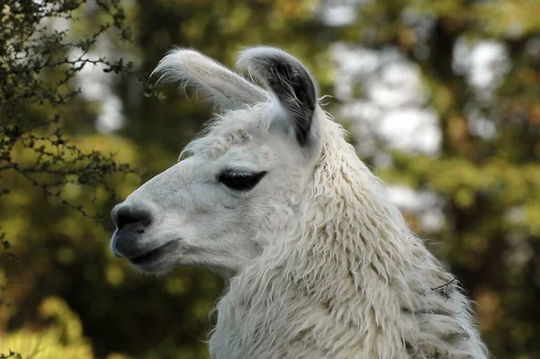 Eine Nahaufnahme Von Weißen Lama Auf Dem Hintergrund Von Verschwommenen — Stockfoto