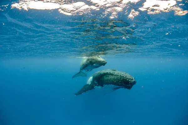 Una Toma Submarina Dos Ballenas Jorobadas Nadando Cerca Superficie — Foto de Stock