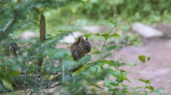 Gros Plan Petit Écureuil Sur Une Branche Arbre Canada — Photo