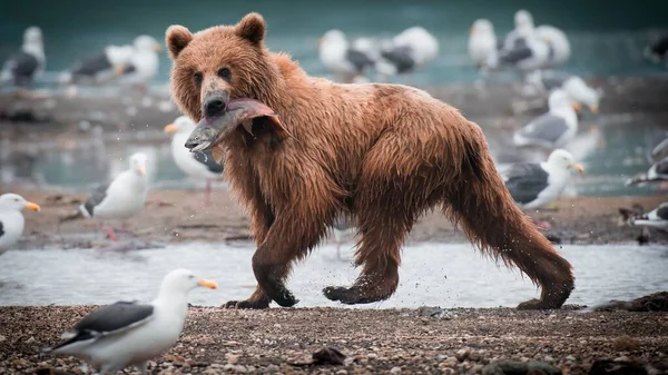 Mise Point Sélective Ours Brun Russe Avec Poisson Dans Bouche — Photo